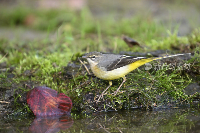 灰鹡鸰(Motacilla cinerea)